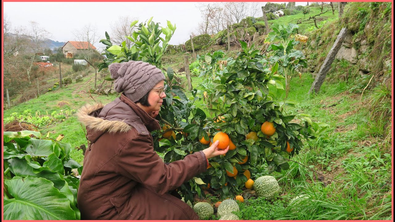 VIDA RURAL-PREPARAR O PEQUENO ALMOÇO-VIDA SIMPLES NO CAMPO#vidasimples#simpleliving