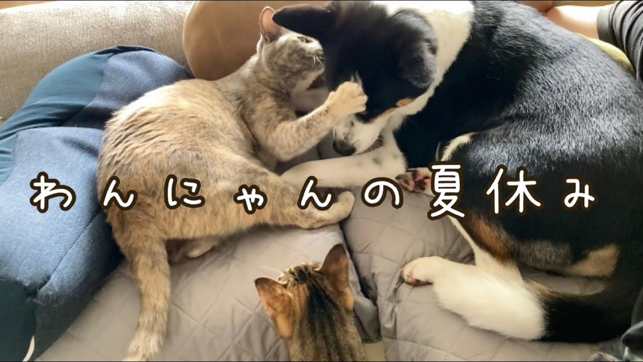 【犬と猫】わんにゃんたちの夏休み2025