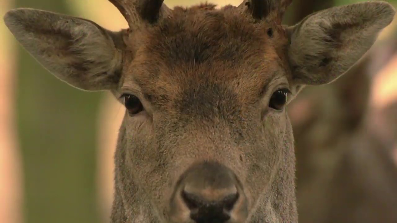 Robin Jähne Naturfilm