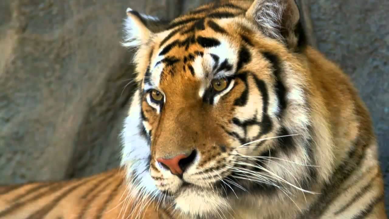 Sonido de Tigre - Sonidos de Animales