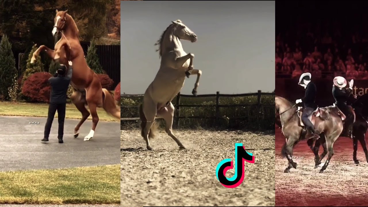 🐴  The Cutest HORSES 🦄 - TikTok Compilation #