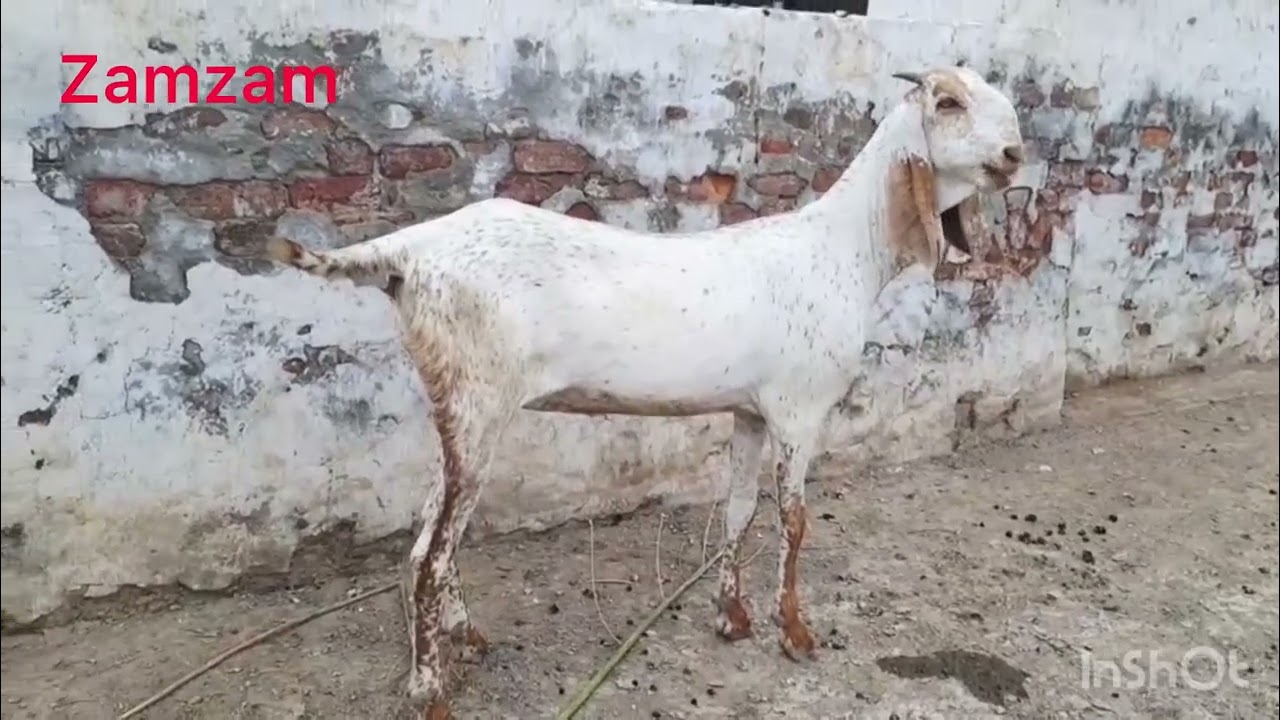 14 to 16 months goats 