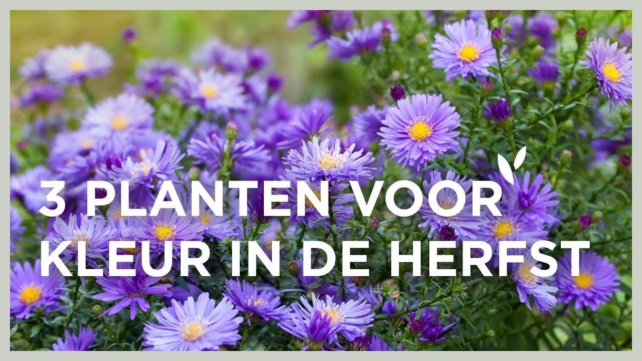 3 planten om je herfsttuin op te fleuren! Aster, Pennisetum & Rudbeckia 🍂  I Angelo Dorny