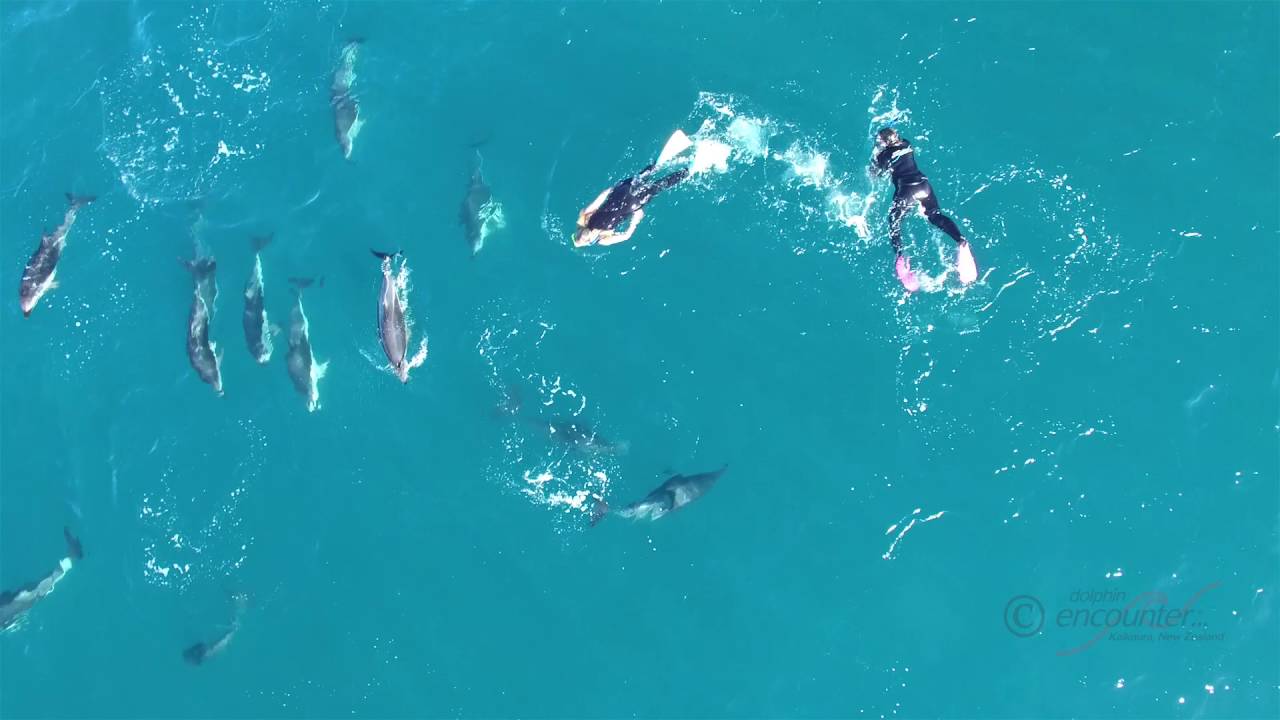 Brianna's Dolphin Swim