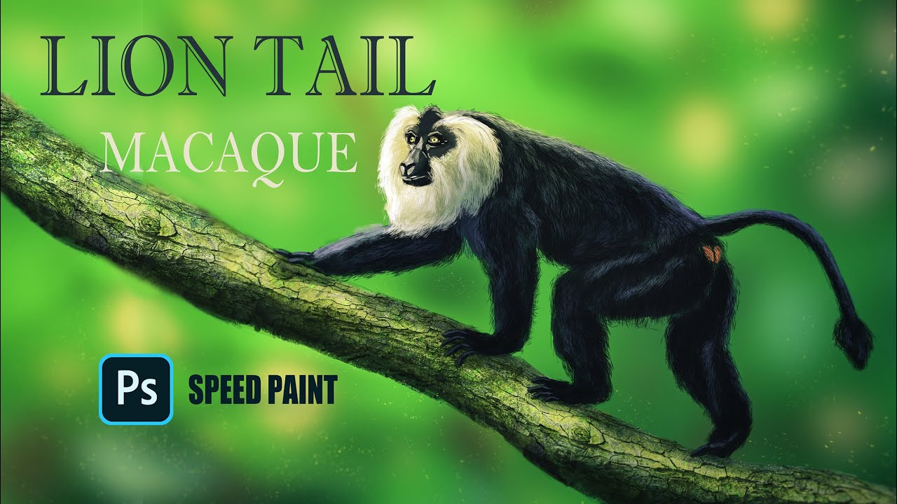 Lion Tail Macaque | Photoshop Speed Paint