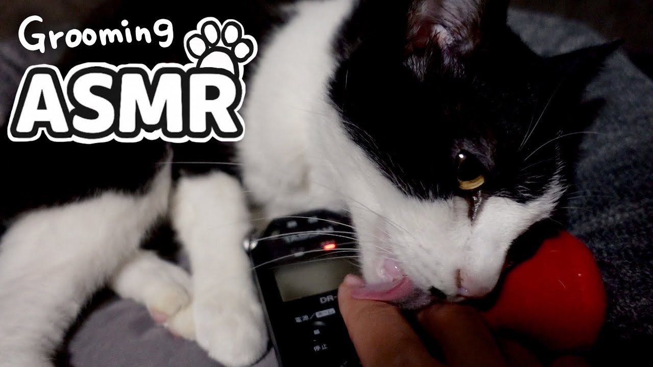 [ASMR] Кошка Фудзимура ухаживает за хозяином | Моменты покоя