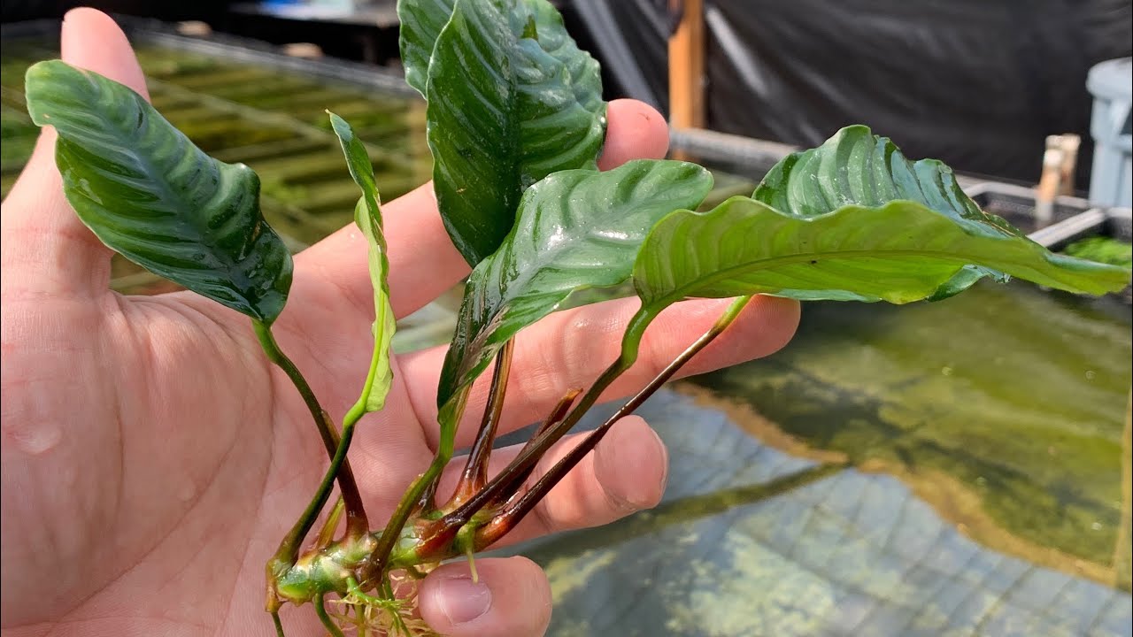 Huge Aquatic Plant Restock