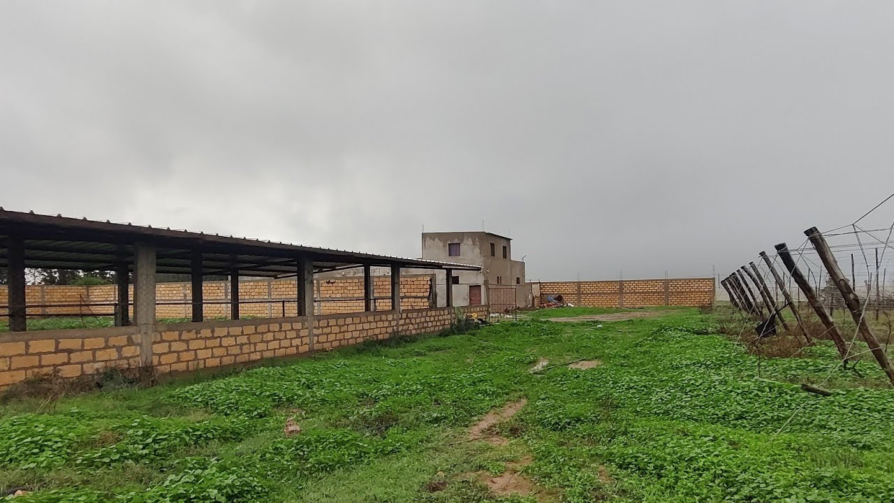 فيرمة رائعة على الكودرون للبيع محفظة فيها الدار 🏡 الأشجار 🌲 2 بيار والكوري بالشعيبات اقليم الجديدة 