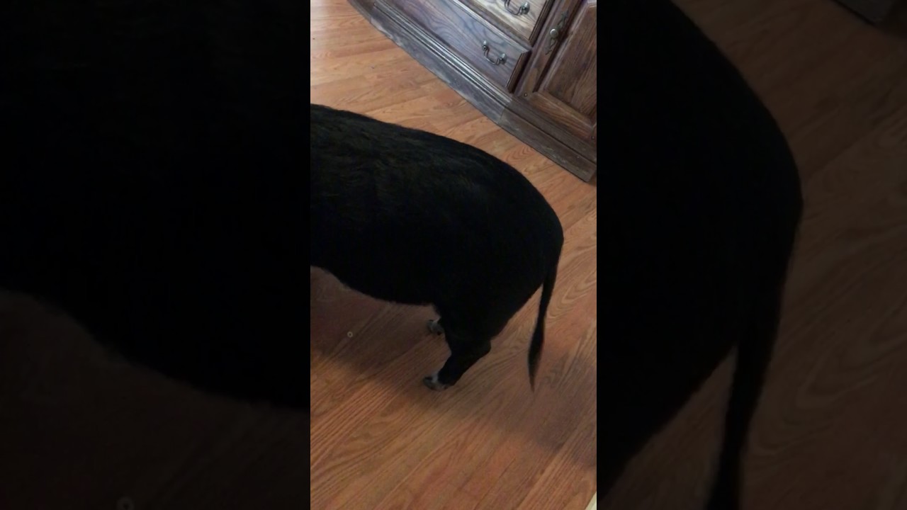 Hungry Domesticated Pig Tantrum!