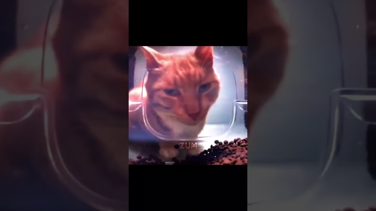 Эдит для кота 