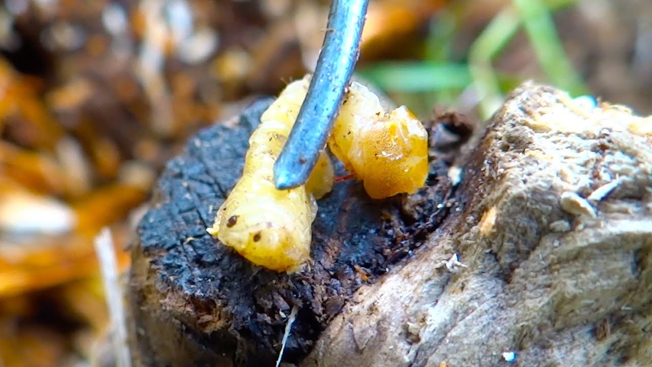 Tree Borer Neem Oil Spray - it's really working!