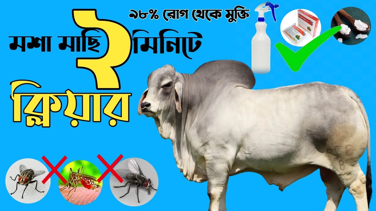 খামার থেকে মশা মাছি তাড়ানোর উপায় কি | মশা মাছির উপদ্রব থেকে বাঁচার উপায়