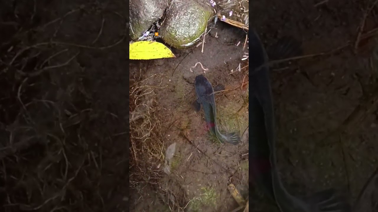 catching snakehead fish on live bait & worm - SNAKEHEAD FISH #shorts  #fish #channa #viralvideo
