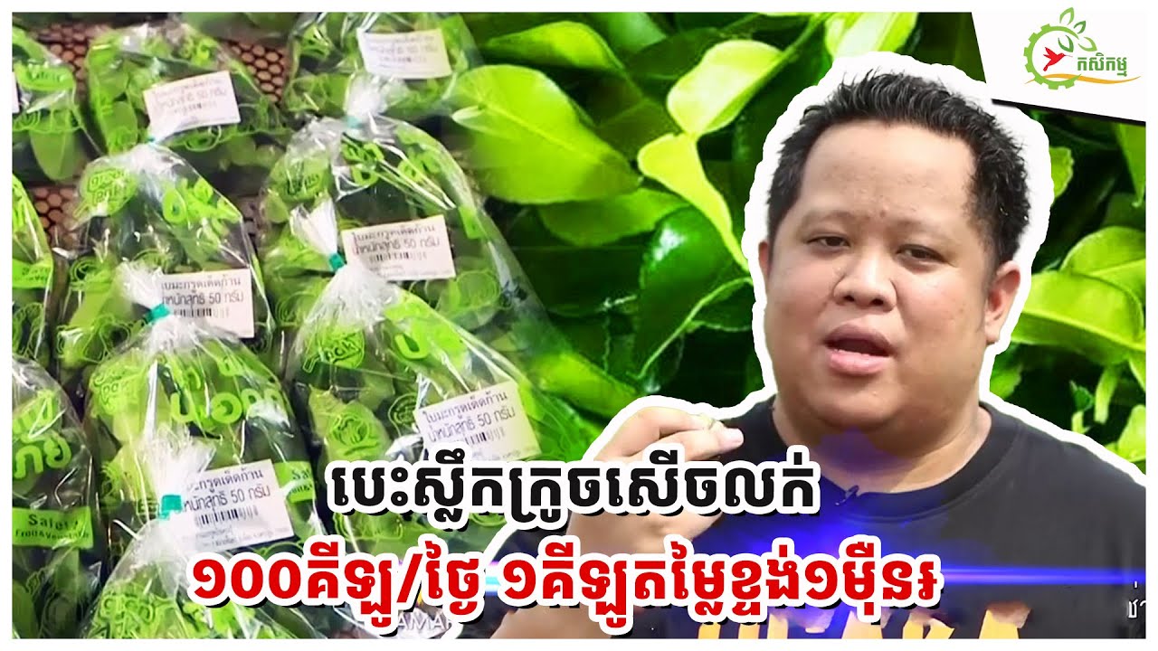 រៀនចប់អនុបណ្ឌិត ក្លាយជាម្ចាស់ចម្ការក្រូចសើច បេះស្លឹកលក់១០០kg/ថ្ងៃ ចំណេញជិត៣ម៉ឺន/ឆ្នាំនាំចេញទៅ៨ប្រទេស