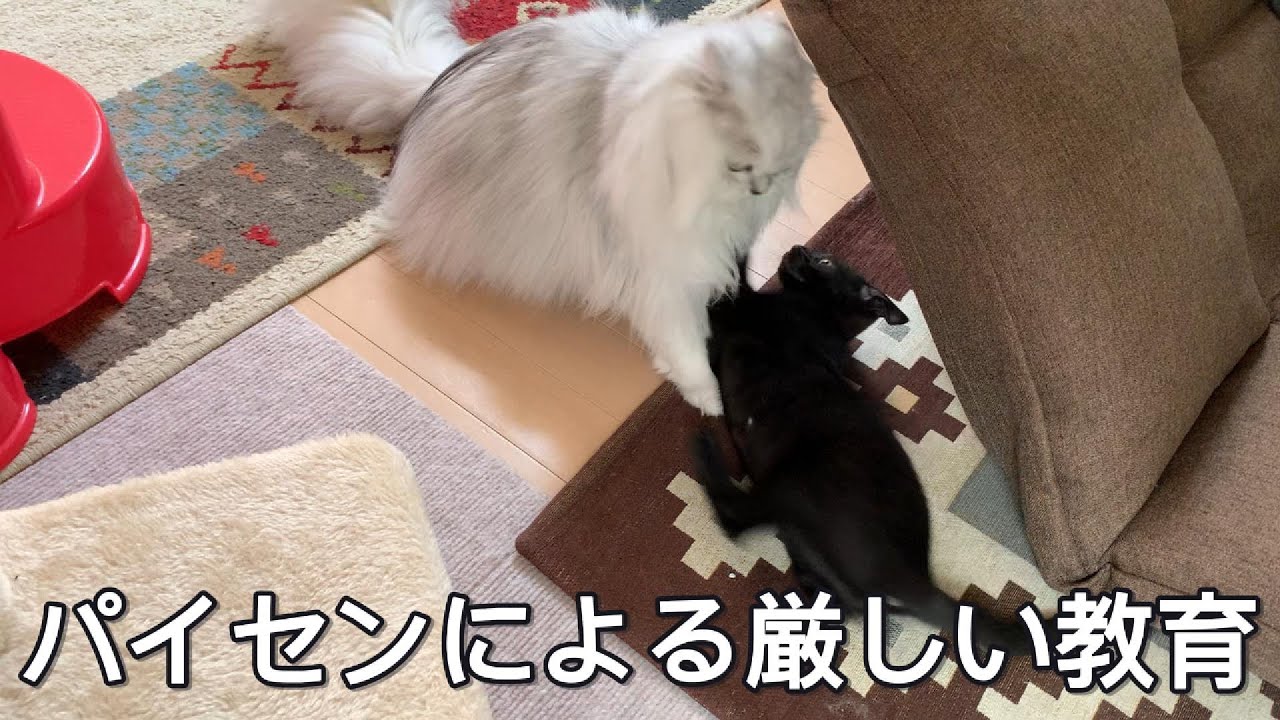 パイセンの教育的指導が止まらない！？果たして仲は深まるのか？？