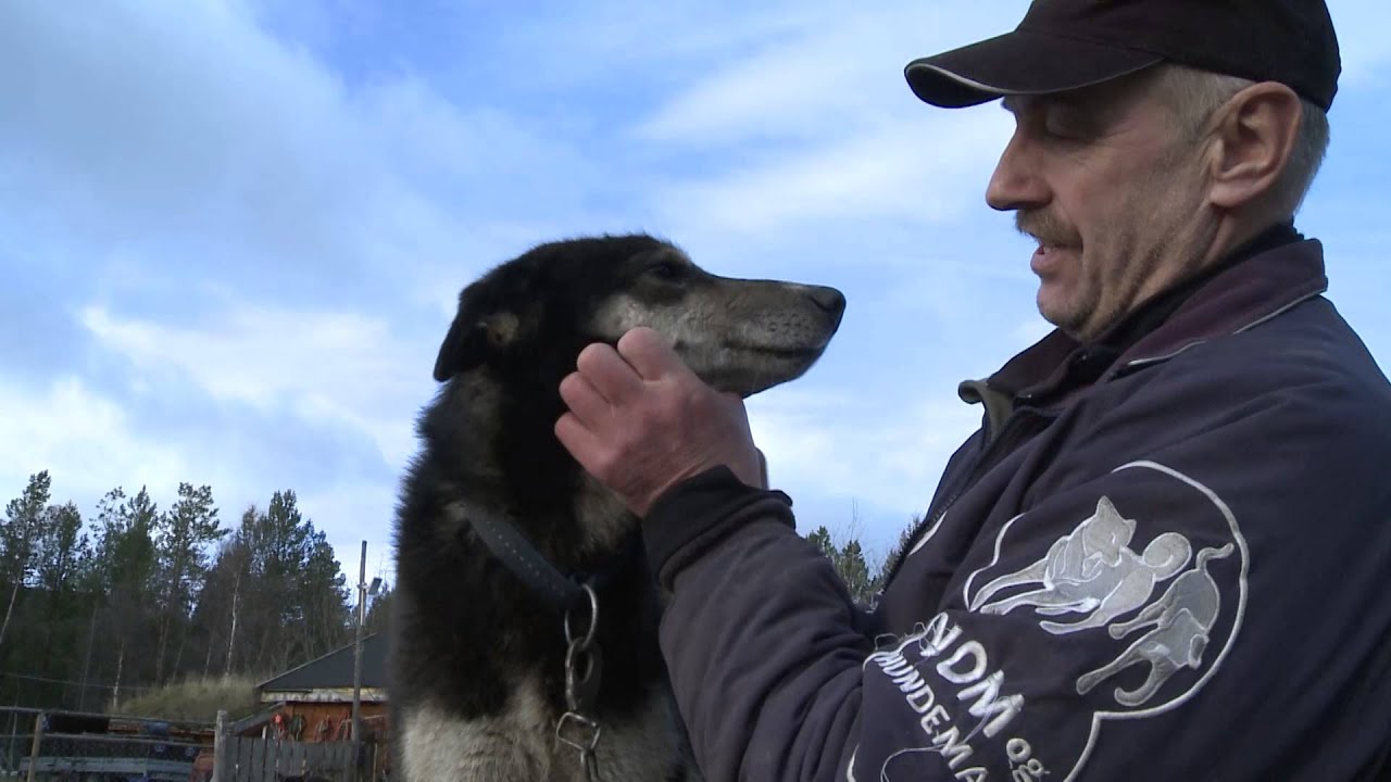 Rogers hundeskole del 1 - Alaska husky