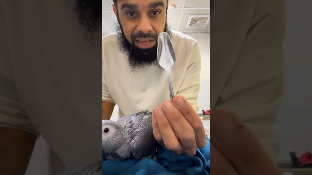جميع طرق اطعام الببغاء الرمادي الافريقي داخل وخارج خطوة خطوة
