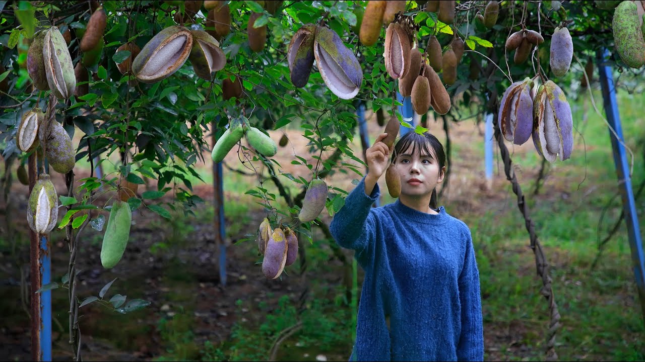 Country girl, using August melon to create several traditional food｜甜蜜蜜的八月瓜，吃完果肉後皮不要扔！還可以拿來做成美食｜李樟柳