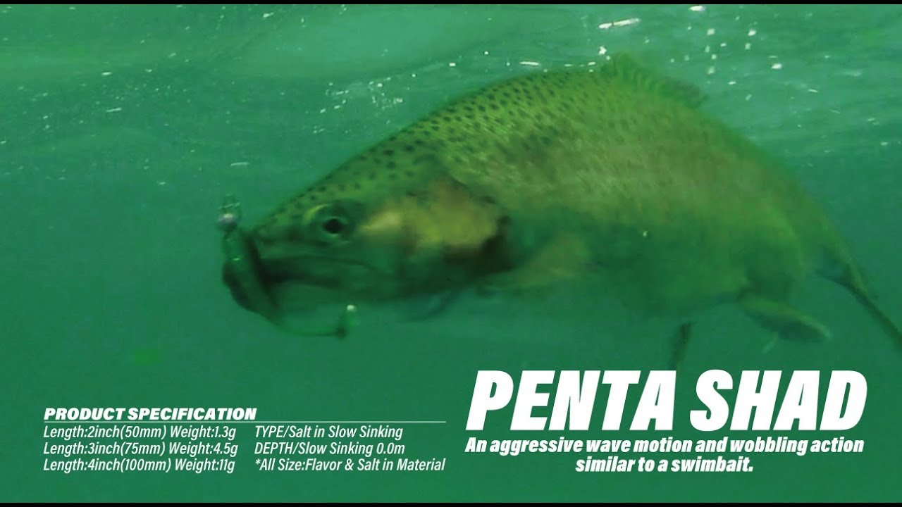 ADUSTA  Shad Tail worm 『PENTA SHAD 2inch』Action PV (EU ver.)