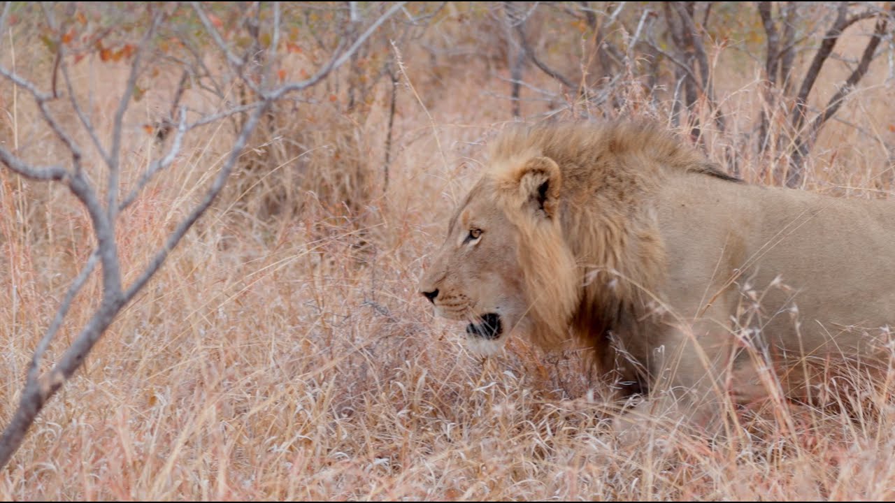 Young Male Lion Looking Magnificent (Nzuri)