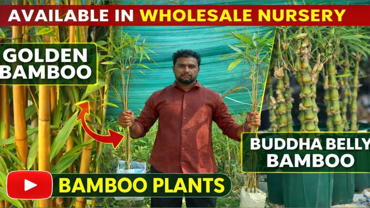 GOLDEN BAMBOO AND BUDDHA BELLY BAMBOO PLANTS 🌱 AVAILABLE #buddhabelly #viralvideo #arunachalpradesh 