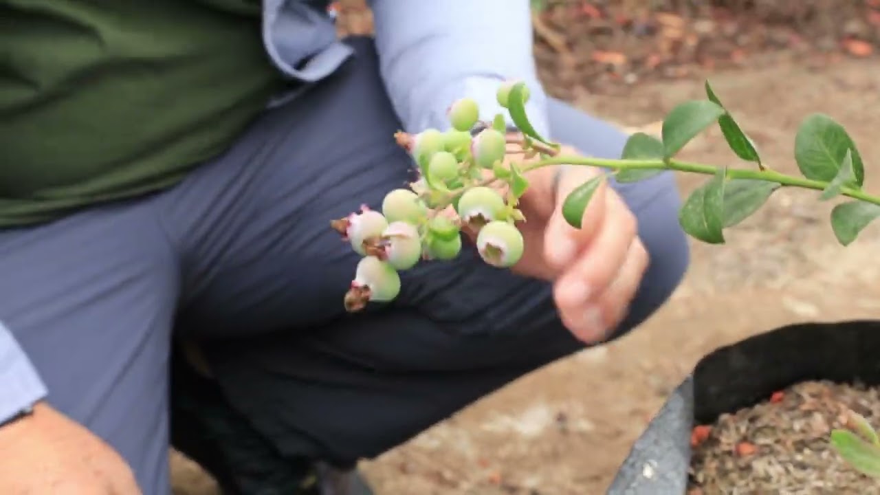 MANEJO AGRONÓMICO DEL ARÁNDANO