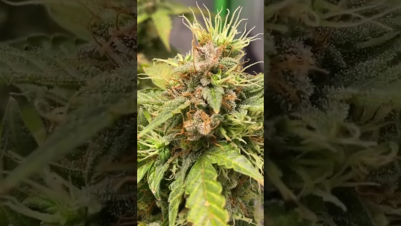 OG Afghan Kush