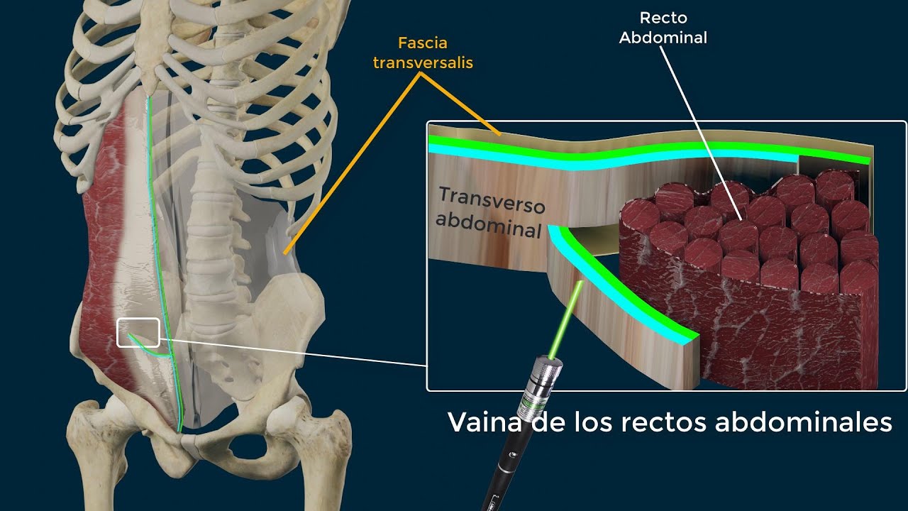 Músculo Recto Anterior del Abdomen
