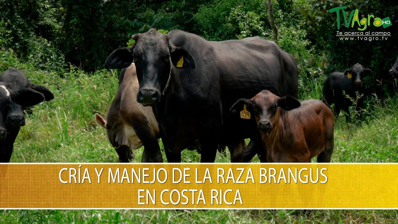 Cría y Manejo de la Raza Brangus en Costa Rica - TvAgro por Juan Gonzalo Angel Restrepo