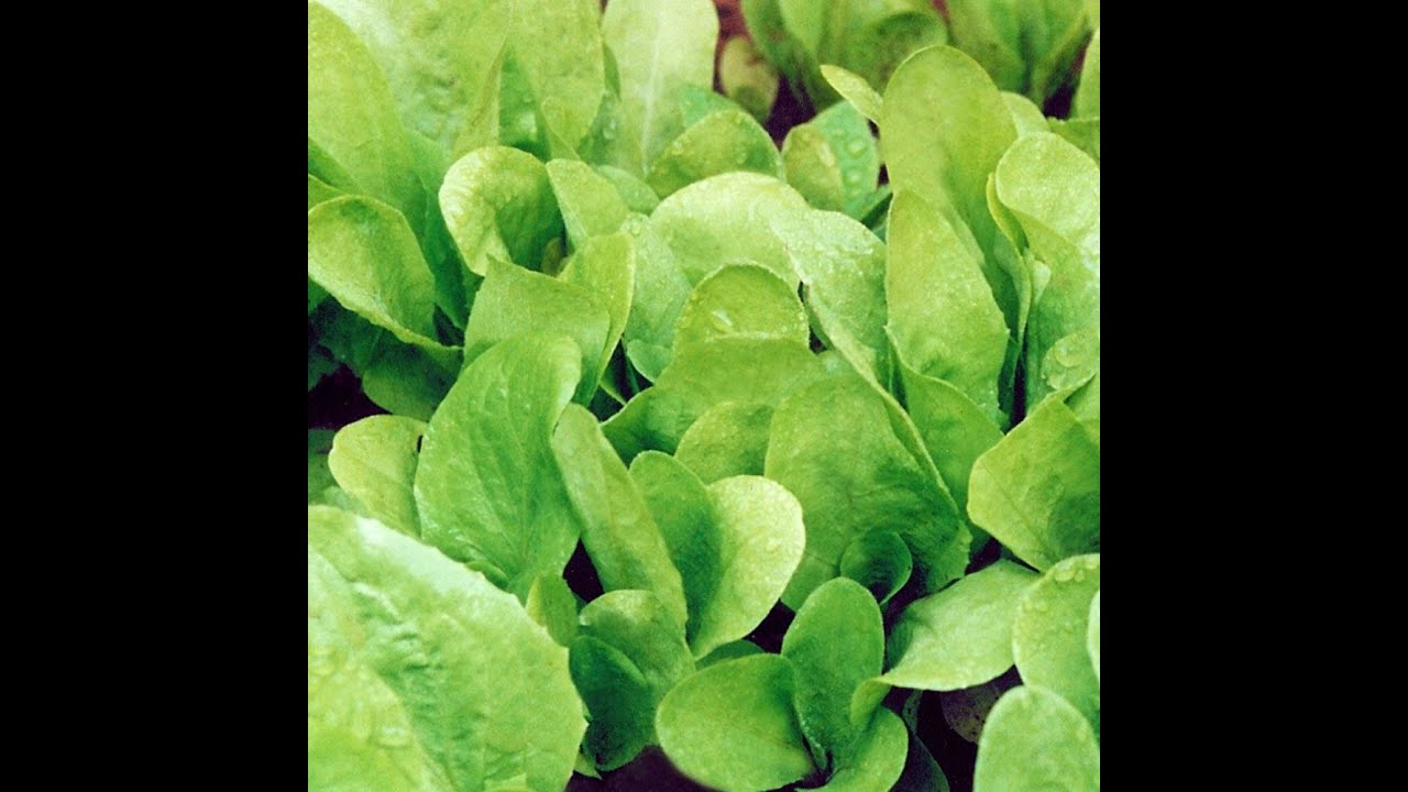 Como plantar almeirão em vaso,e ter uma boa colheita - (Cantinho Verde da Laicer)