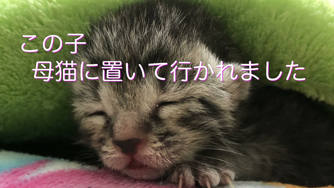 親猫においていかれた赤ちゃん猫を保護しました。