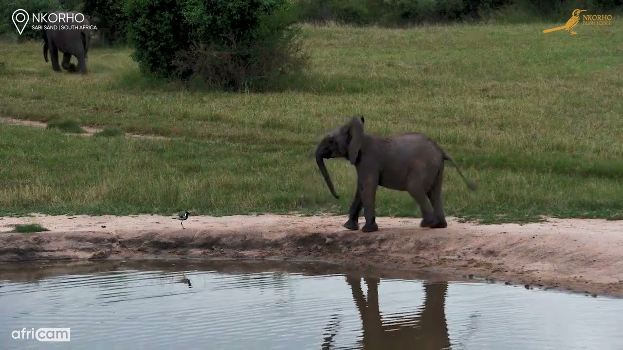 Feisty Baby Elephant Faces Off Against A Bird