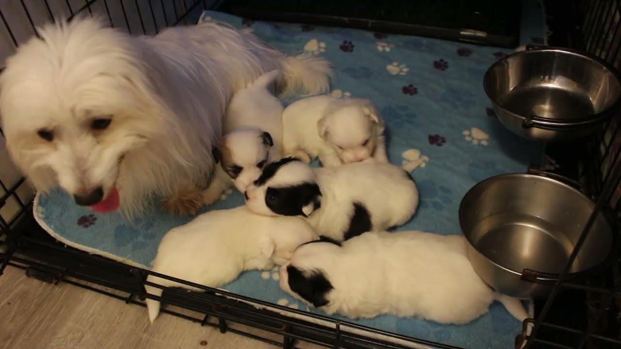 Coton de Tulear Puppies For Sale - Kaley 1/12/26