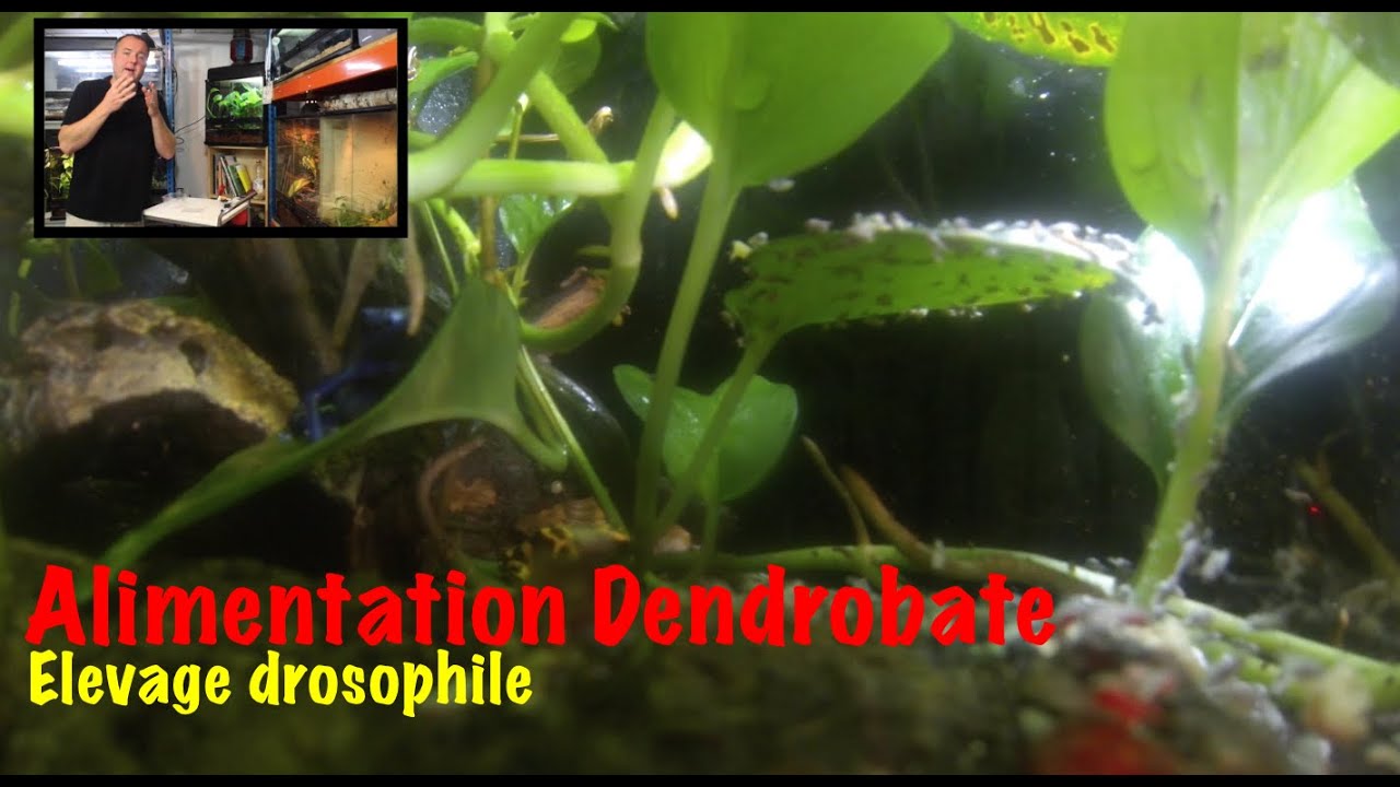 Alimentation terrarium dendrobate avec élevage drosophiles ( Part 1 )