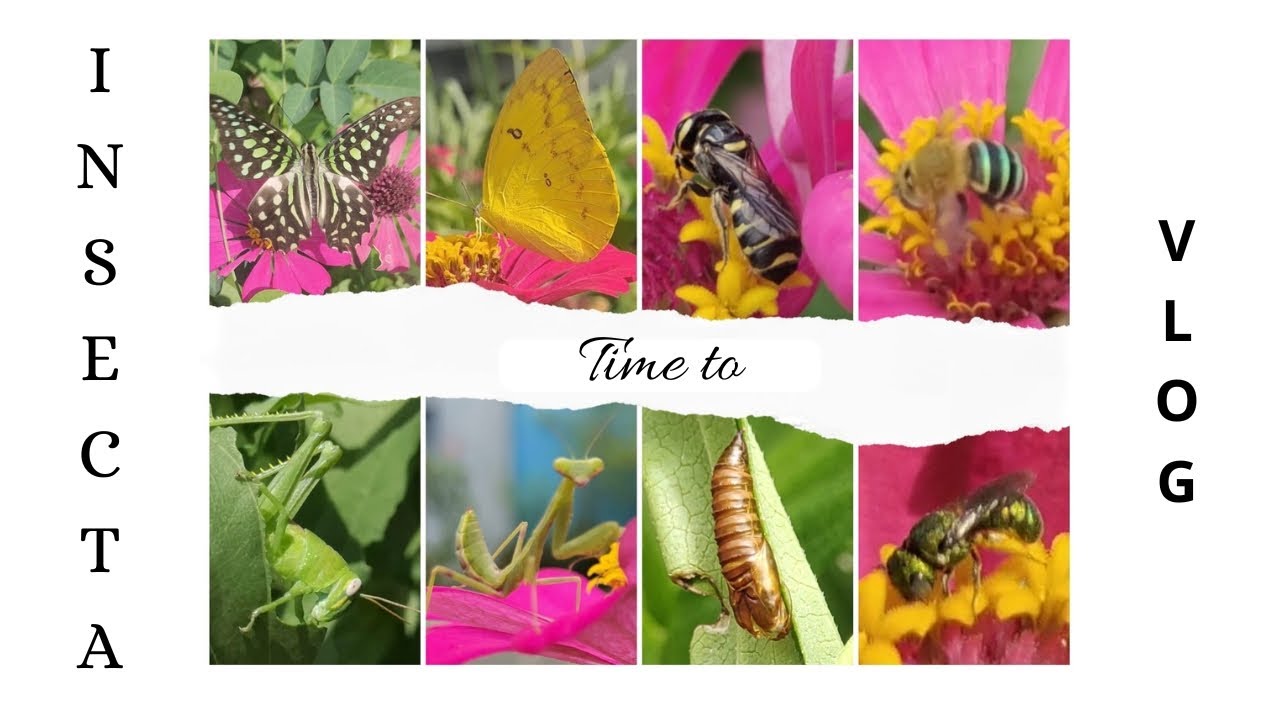 Daily Routine (POV Serangga) #naturevlog
