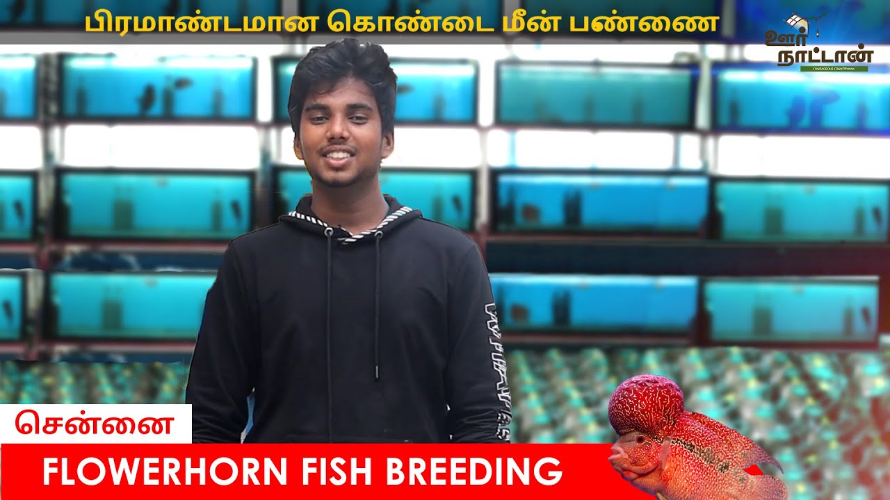 தாய்லாந்துக்கு  நிகரான கொண்டை மீன் பண்ணை |  Flowerhorn Fish Farm | Oor Naattan