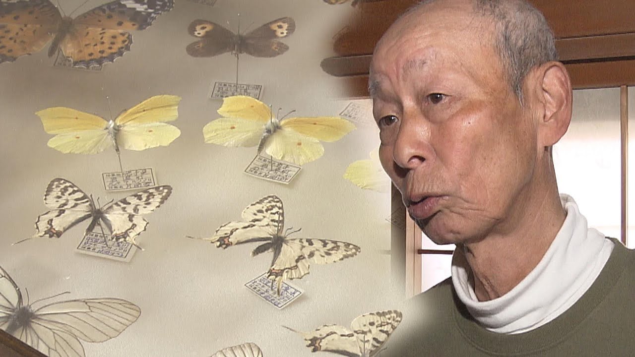 &ldquo;葛藤を抱え&rdquo;チョウの採集を続けた男性&ldquo;あの日&rdquo;のあと「息絶えたチョウ」を標本にして残した理由