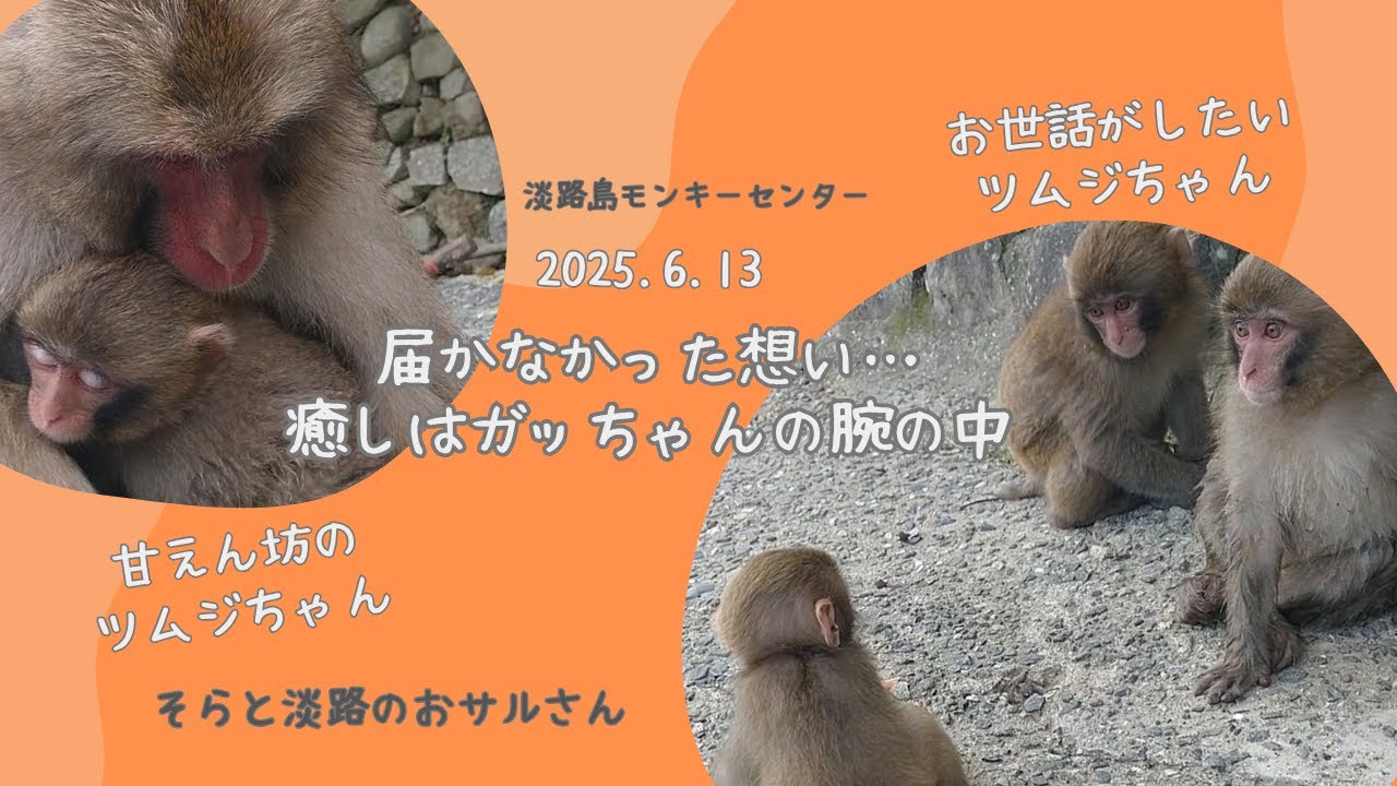 リクくんと遊びたい！届かなかったツムジちゃんの想いと、ガッちゃんとの静かな時間☆2025.6.13【淡路島モンキーセンター】