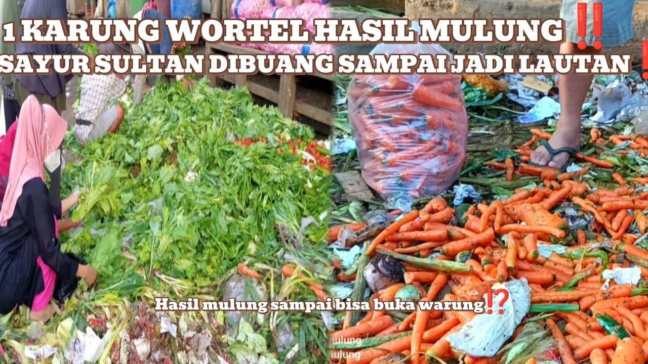 SAYUR SULTAN HIDANGAN RESTO DIBUANG SAMPAI JADI LAUTAN‼️PANEN WORTEL 1 KARUNG😱#mulung #mariles