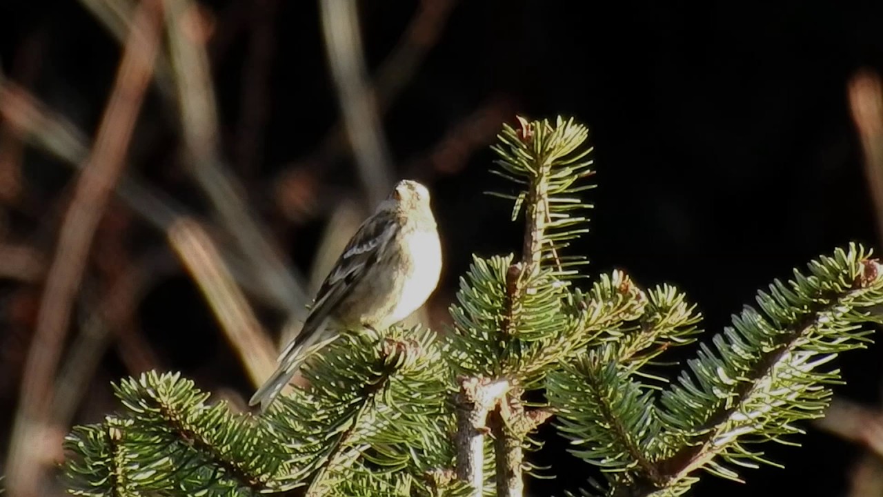 Mountain finch Plain DSCN8577 ==