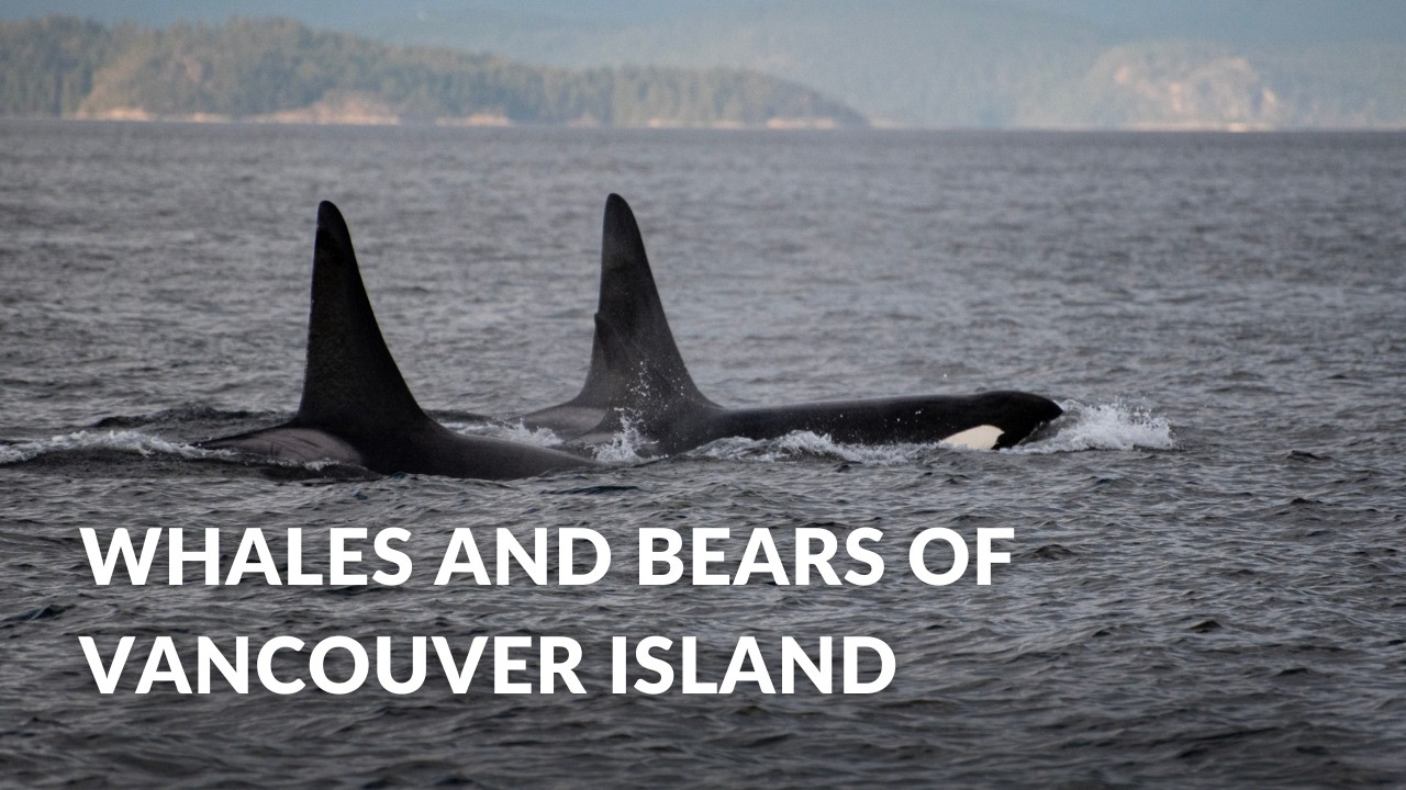 Whales and Bears of Vancouver Island with Campbell River Whale Watching | British Columbia Travel