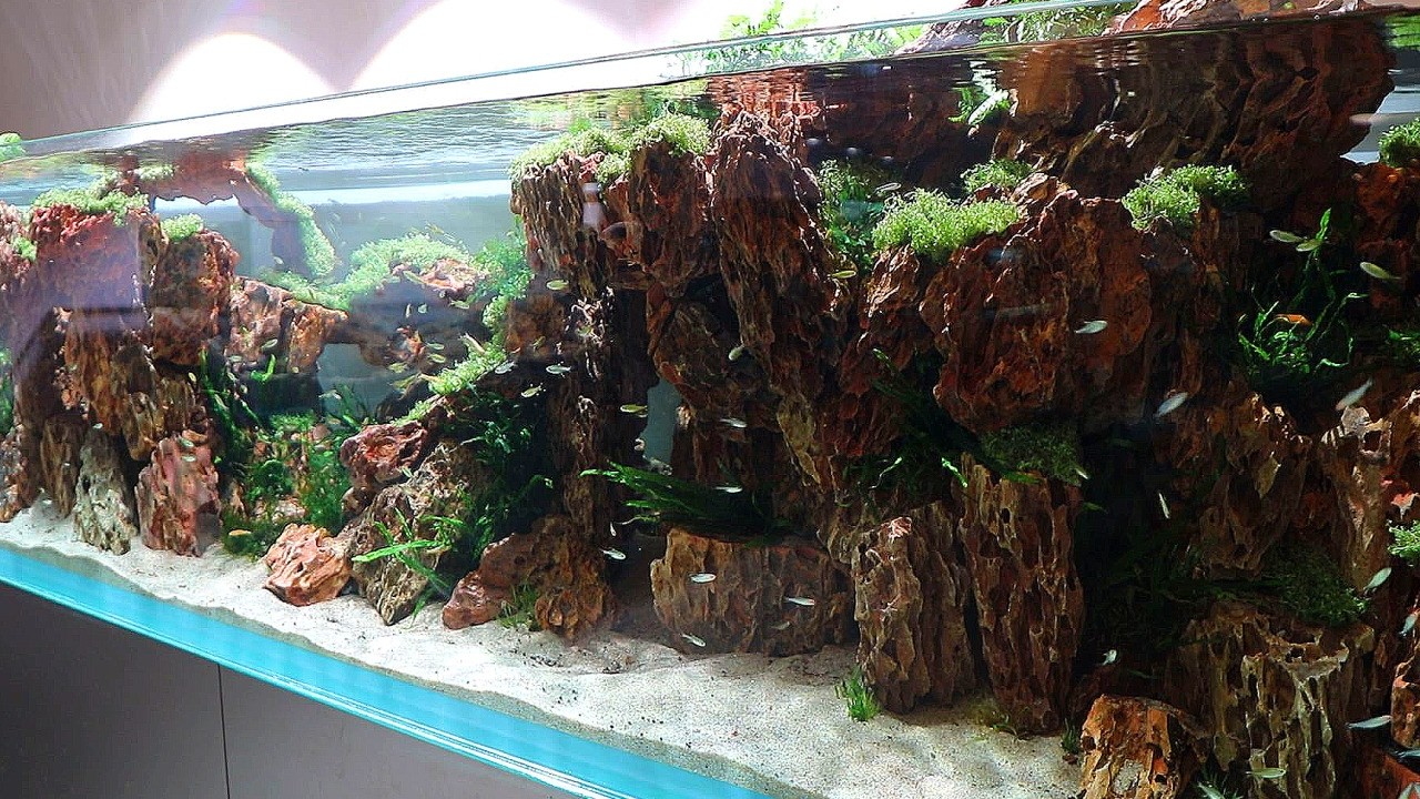 황호석 레이아웃 수조#아쿠아가든#aquagarden#aquascape#aqua#aquarium#terrarium#paludarium#아쿠아카페#테라리움#물고기카페