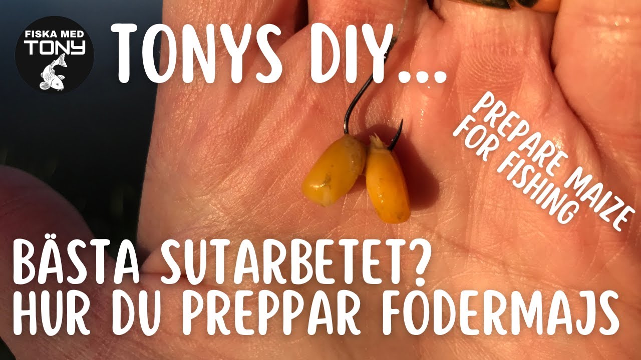 Preppa fodermajs för mete / Prepare maize for fishing
