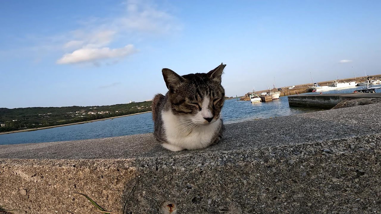 リラックスできる音楽と猫。睡眠音楽。やっぱり猫が好き。野良猫の日常