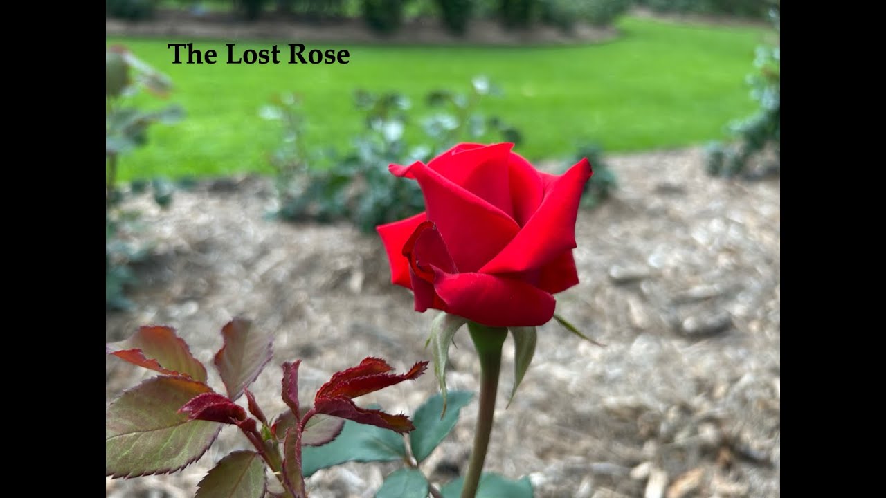 The Lost Rose - Symphony No. 1 for Orchestra - John Spence