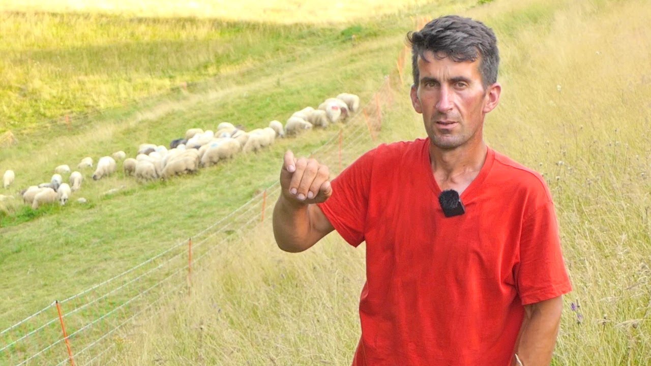 Najpoznatiji pastir ostavlja ovce i odlazi u Njemačku