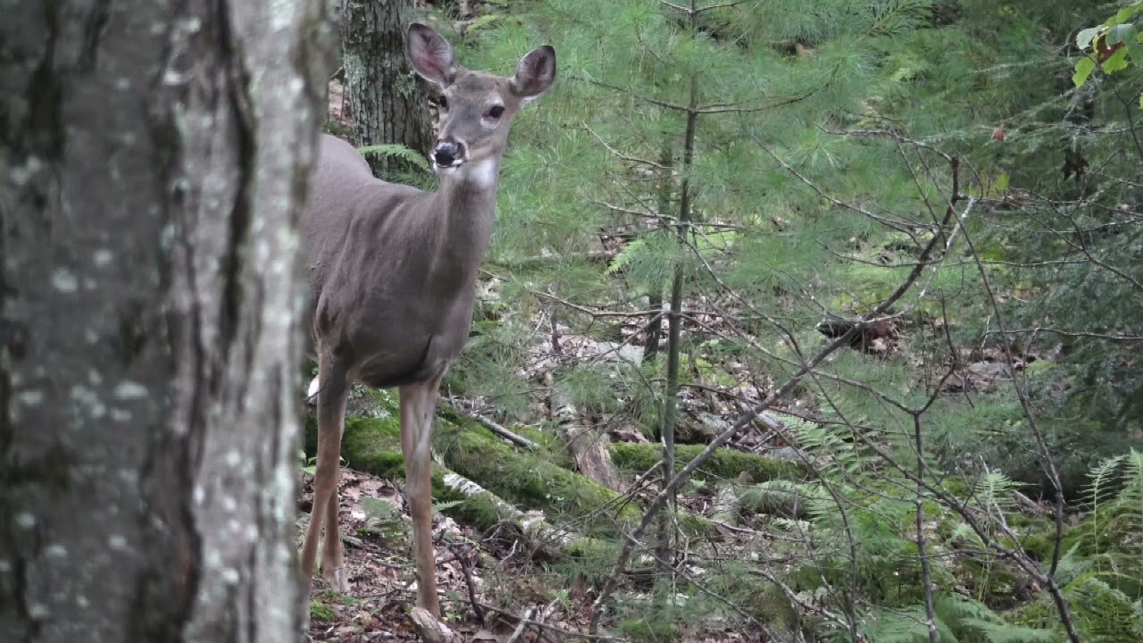 flying arrow outdoors bear hunt #1