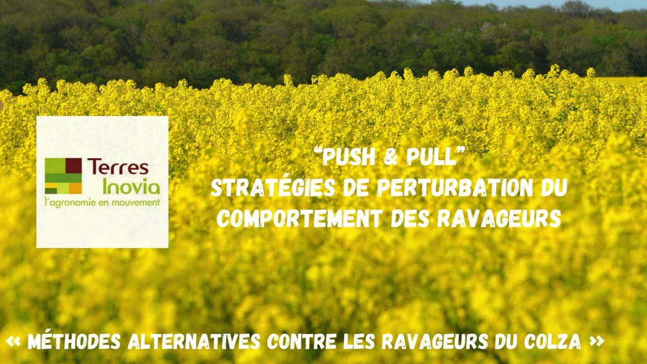 Les méthodes alternatives contre les ravageurs du colza