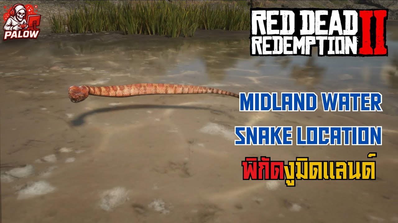 RDR2 Midland Water Snake Location | พิกัดงูมิดแลนด์