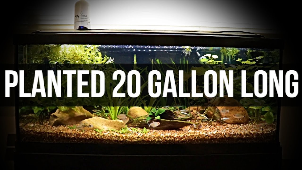Planted 20 Gallon Long | Update